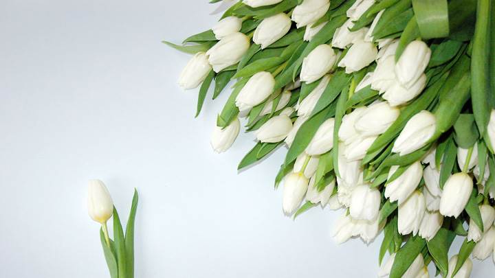A Bunch Of White Tulips